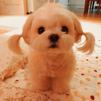 Esses animais costumam ser considerados adoráveis e despertam a vontade de serem acariciados e cuidados.