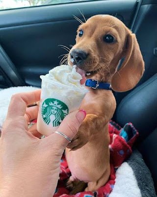 Esses animais costumam ser considerados adoráveis e despertam a vontade de serem acariciados e cuidados.