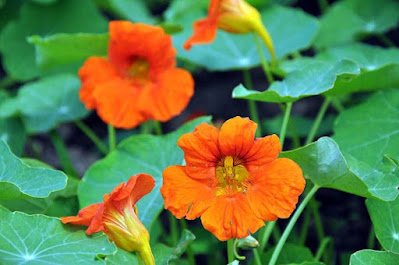 Cultivar flores comestíveis na horta é uma ótima maneira de acrescentar beleza e sabor aos pratos culinários, além de proporcionar um ambiente agradável e saudável em casa.