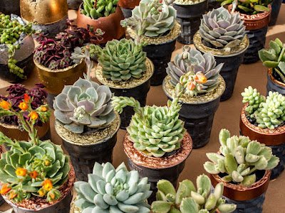 Como cuidar de suculentas As suculentas são plantas populares entre os entusiastas de jardinagem devido à sua aparência única e facilidade de manutenção. No entanto, elas ainda requerem cuidados adequados para crescerem saudáveis e bonitas.