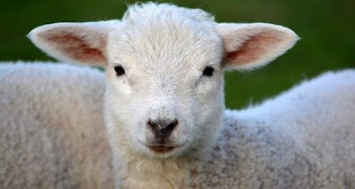 O cordeiro é um símbolo importante da Páscoa judaica, pois foi o animal sacrificado pelos hebreus para marcar as portas de suas casas e proteger suas famílias da praga da morte. No cristianismo, o cordeiro representa Jesus Cristo, o "cordeiro de Deus" que foi sacrificado pelos pecados da humanidade.