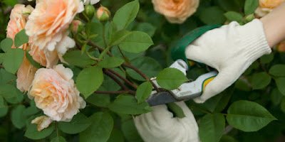 O inverno é uma ótima época para fazer a poda de algumas plantas. Remova galhos mortos, doentes ou danificados, garantindo que sua saúde não se deteriore ainda mais durante o período de inatividade.