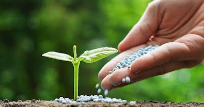 Durante o inverno, é recomendável diminuir a quantidade de adubo utilizado, já que as plantas estão em repouso. No entanto, você ainda pode fornecer nutrientes essenciais.