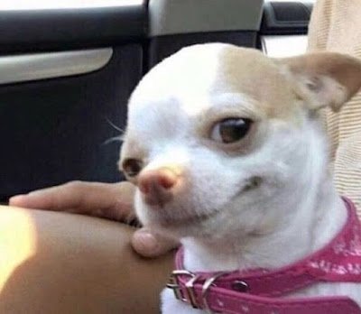 Os animais fofos desempenham um papel significativo na cultura popular em várias formas de entretenimento e mídia. Eles têm a capacidade de cativar as pessoas com sua aparência adorável, comportamento engraçado e características encantadoras.