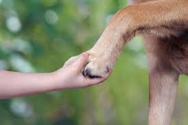 Os animais fofos desempenham um papel significativo na cultura popular em várias formas de entretenimento e mídia. Eles têm a capacidade de cativar as pessoas com sua aparência adorável, comportamento engraçado e características encantadoras.