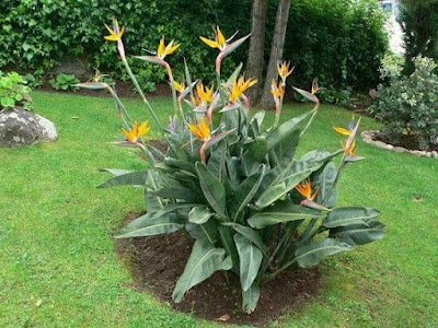 A ave-do-paraíso é uma flor exótica e encantadora, conhecida por suas cores vibrantes e formas únicas. Ela é originária das regiões tropicais da África do Sul e se tornou uma queridinha entre os jardineiros que buscam adicionar um toque de exuberância ao seu espaço verde.