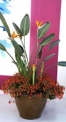 A ave-do-paraíso é uma flor exótica e encantadora, conhecida por suas cores vibrantes e formas únicas. Ela é originária das regiões tropicais da África do Sul e se tornou uma queridinha entre os jardineiros que buscam adicionar um toque de exuberância ao seu espaço verde.