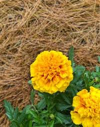 Camadas de Mulching:  Aplique camadas de cobertura morta (mulching) no solo ao redor das plantas. Essa técnica conserva a umidade, reduz a evaporação e minimiza a necessidade de rega constante