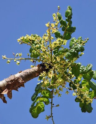 O incenso, conhecido cientificamente como Boswellia, é uma resina aromática extraída de árvores do gênero Boswellia, nativas do Oriente Médio e do norte da África. Suas propriedades aromáticas têm sido apreciadas desde os tempos antigos, onde era queimado como uma oferenda aos deuses e como parte essencial de rituais religiosos em várias culturas ao redor do mundo.