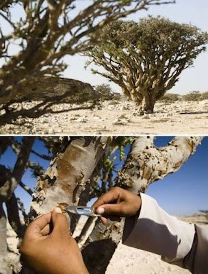 Já a mirra, uma resina produzida pela árvore de mesmo nome, é famosa por seu aroma doce e terroso. Assim como o incenso, a mirra desempenhou um papel crucial em rituais religiosos, especialmente nas tradições cristãs, onde é mencionada várias vezes na Bíblia como um presente precioso oferecido ao menino Jesus pelos Reis Magos.