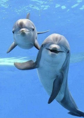 Navegando pelos mares do mundo, encontramos verdadeiras jóias da natureza, seres cuja presença nos enche de alegria e encantamento. Entre esses tesouros aquáticos, destacam-se os golfinhos e os pinguins, criaturas tão distintas em seus hábitos e características, mas unidas por uma mesma aura de simpatia e fascínio.