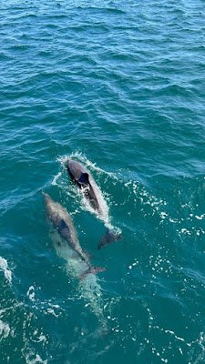 Os golfinhos, com sua graça inigualável e inteligência cativante, são verdadeiros embaixadores dos oceanos. Suas acrobacias saltitantes e seus olhares curiosos despertam um sentimento de conexão instantânea, como se compartilhássemos um elo especial com esses seres maravilhosos. Observá-los nadar em harmonia, brincar nas ondas e até mesmo interagir com os humanos em encontros emocionantes é uma experiência que toca profundamente o coração.