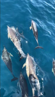 Os golfinhos, com sua graça inigualável e inteligência cativante, são verdadeiros embaixadores dos oceanos. Suas acrobacias saltitantes e seus olhares curiosos despertam um sentimento de conexão instantânea, como se compartilhássemos um elo especial com esses seres maravilhosos. Observá-los nadar em harmonia, brincar nas ondas e até mesmo interagir com os humanos em encontros emocionantes é uma experiência que toca profundamente o coração.