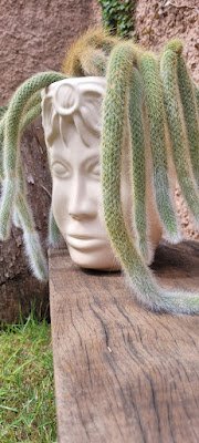 O Rabo-de-macaco, cientificamente conhecido como Disocactus flagelliformis, é originário do México e é popularmente chamado de "Rat's Tail" em inglês. Esse nome curioso faz todo sentido quando observamos a forma dos seus ramos, que se assemelham com o rabo de um macaco. Fofo, não é?