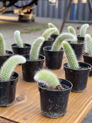 O Rabo-de-macaco, cientificamente conhecido como Disocactus flagelliformis, é originário do México e é popularmente chamado de "Rat's Tail" em inglês. Esse nome curioso faz todo sentido quando observamos a forma dos seus ramos, que se assemelham com o rabo de um macaco. Fofo, não é?