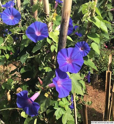 Jardins biodiversos proporcionam um ambiente relaxante e nos conectam com a natureza, melhorando nosso bem-estar.