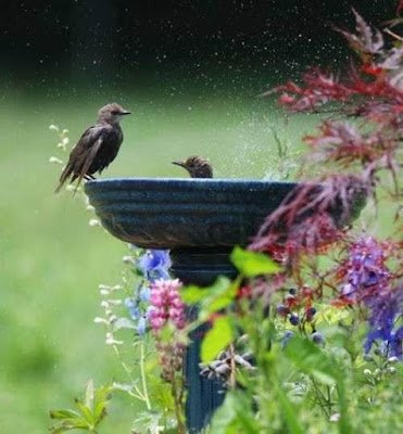 Olá, amantes da natureza e defensores de um estilo de vida mais verde! Hoje, vamos falar sobre algo que é essencial para nossos jardins urbanos: biodiversidade.