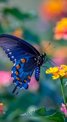 Olá, amantes da natureza e defensores de um estilo de vida mais verde! Hoje, vamos falar sobre algo que é essencial para nossos jardins urbanos: biodiversidade.