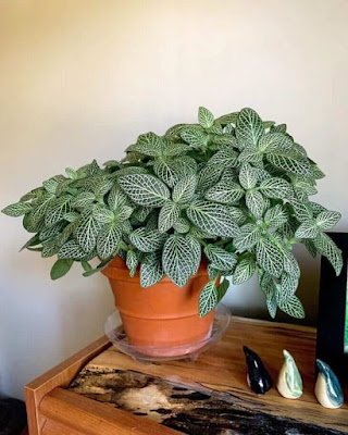 Não é segredo que adicionar um toque verde ao ambiente de casa traz frescor e vivacidade. Mas e os cantinhos mais sombrios, onde o sol mal toca? Não se preocupe, tenho a solução para você! Aqui está uma lista de 12 plantas que vão prosperar mesmo nas áreas mais escuras da sua casa: