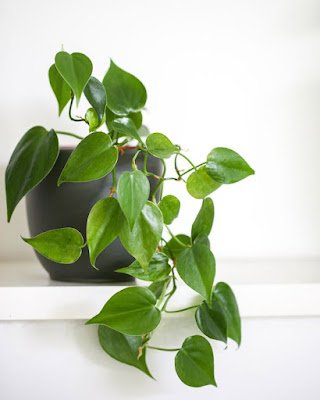 Não é segredo que adicionar um toque verde ao ambiente de casa traz frescor e vivacidade. Mas e os cantinhos mais sombrios, onde o sol mal toca? Não se preocupe, tenho a solução para você! Aqui está uma lista de 12 plantas que vão prosperar mesmo nas áreas mais escuras da sua casa: