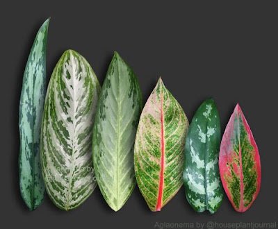 Não é segredo que adicionar um toque verde ao ambiente de casa traz frescor e vivacidade. Mas e os cantinhos mais sombrios, onde o sol mal toca? Não se preocupe, tenho a solução para você! Aqui está uma lista de 12 plantas que vão prosperar mesmo nas áreas mais escuras da sua casa: