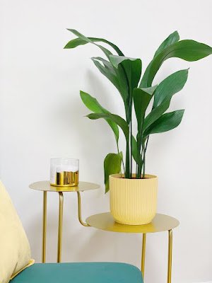 Não é segredo que adicionar um toque verde ao ambiente de casa traz frescor e vivacidade. Mas e os cantinhos mais sombrios, onde o sol mal toca? Não se preocupe, tenho a solução para você! Aqui está uma lista de 12 plantas que vão prosperar mesmo nas áreas mais escuras da sua casa: