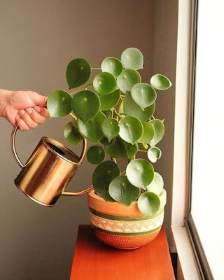 Não é segredo que adicionar um toque verde ao ambiente de casa traz frescor e vivacidade. Mas e os cantinhos mais sombrios, onde o sol mal toca? Não se preocupe, tenho a solução para você! Aqui está uma lista de 12 plantas que vão prosperar mesmo nas áreas mais escuras da sua casa: