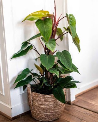 Não é segredo que adicionar um toque verde ao ambiente de casa traz frescor e vivacidade. Mas e os cantinhos mais sombrios, onde o sol mal toca? Não se preocupe, tenho a solução para você! Aqui está uma lista de 12 plantas que vão prosperar mesmo nas áreas mais escuras da sua casa: