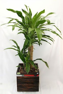 Não é segredo que adicionar um toque verde ao ambiente de casa traz frescor e vivacidade. Mas e os cantinhos mais sombrios, onde o sol mal toca? Não se preocupe, tenho a solução para você! Aqui está uma lista de 12 plantas que vão prosperar mesmo nas áreas mais escuras da sua casa: