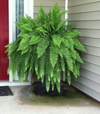 Não é segredo que adicionar um toque verde ao ambiente de casa traz frescor e vivacidade. Mas e os cantinhos mais sombrios, onde o sol mal toca? Não se preocupe, tenho a solução para você! Aqui está uma lista de 12 plantas que vão prosperar mesmo nas áreas mais escuras da sua casa: