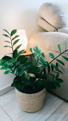 Não é segredo que adicionar um toque verde ao ambiente de casa traz frescor e vivacidade. Mas e os cantinhos mais sombrios, onde o sol mal toca? Não se preocupe, tenho a solução para você! Aqui está uma lista de 12 plantas que vão prosperar mesmo nas áreas mais escuras da sua casa: