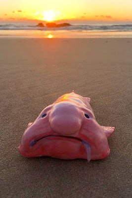 Existem tantas espécies de animais que muitas vezes nos surpreendemos ao descobrir algumas das mais incríveis e únicas