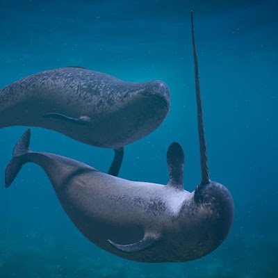 Existem tantas espécies de animais que muitas vezes nos surpreendemos ao descobrir algumas das mais incríveis e únicas