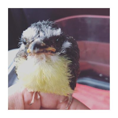 Quem disse que apenas mamíferos podem ter rostos de mal humor? Alguns pássaros têm o dom de parecerem constantemente contrariados. Com seus bicos curvados e olhares penetrantes, eles podem fazer até mesmo o mais otimista de nós se sentir como se tivéssemos cometido algum erro grave.