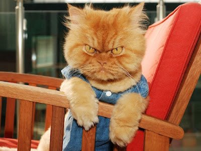 Gatos têm a fama de serem independentes e muitas vezes mantêm uma expressão facial que parece dizer: "Você é meu servo, humano". Mas alguns gatos levam isso a sério e exibem verdadeiros rostos de mau humor. Com seus olhares penetrantes e expressões sérias, esses felinos são especialistas em nos fazer rir enquanto tentamos decifrar o que está acontecendo em suas mentes peludas.