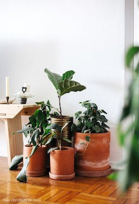 Você já se sentiu transportado para uma ilha paradisíaca só de olhar para um vaso de terracota? Esses potes terracota dão um toque tropical ao ambiente, além de proporcionarem uma ótima respirabilidade para as raízes.
